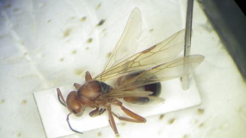 Formica truncorum